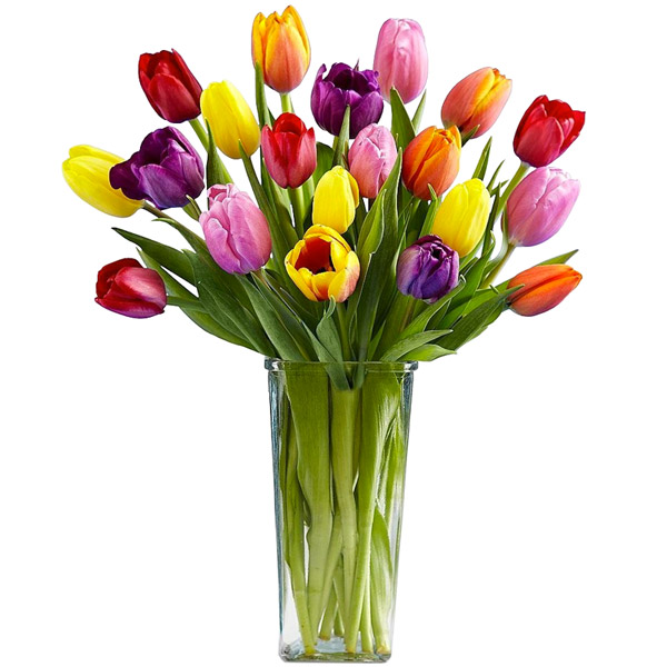 Tulipas de Paris
